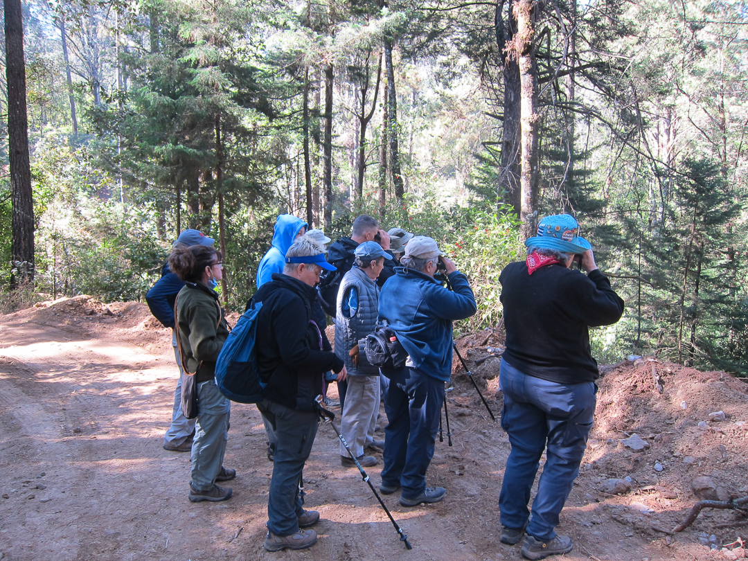 Birders at Zitacuaro pine-oak forest
