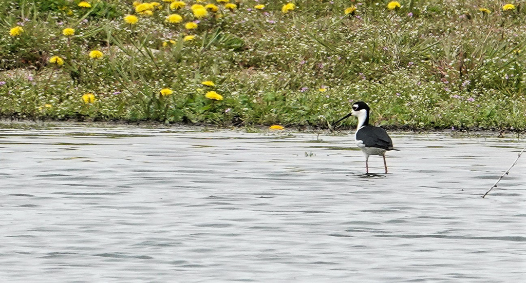 Black-necked Stilt