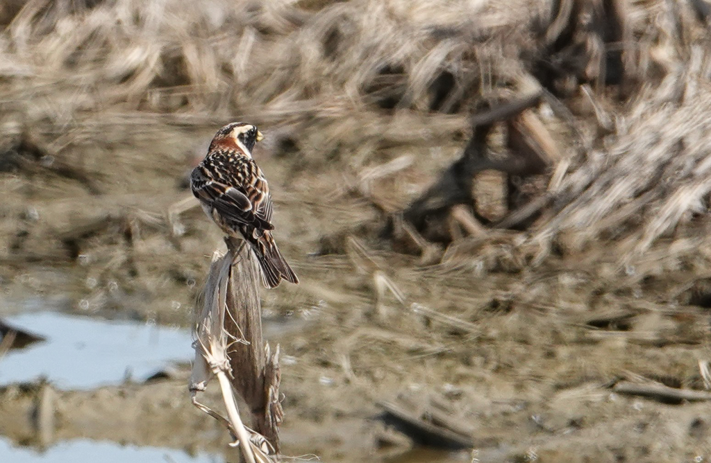 Lapland Longspur
