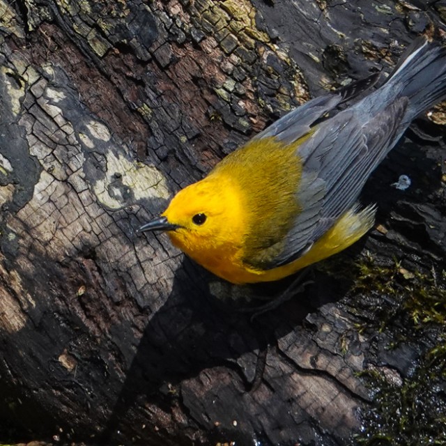 Prothonotary Warbler