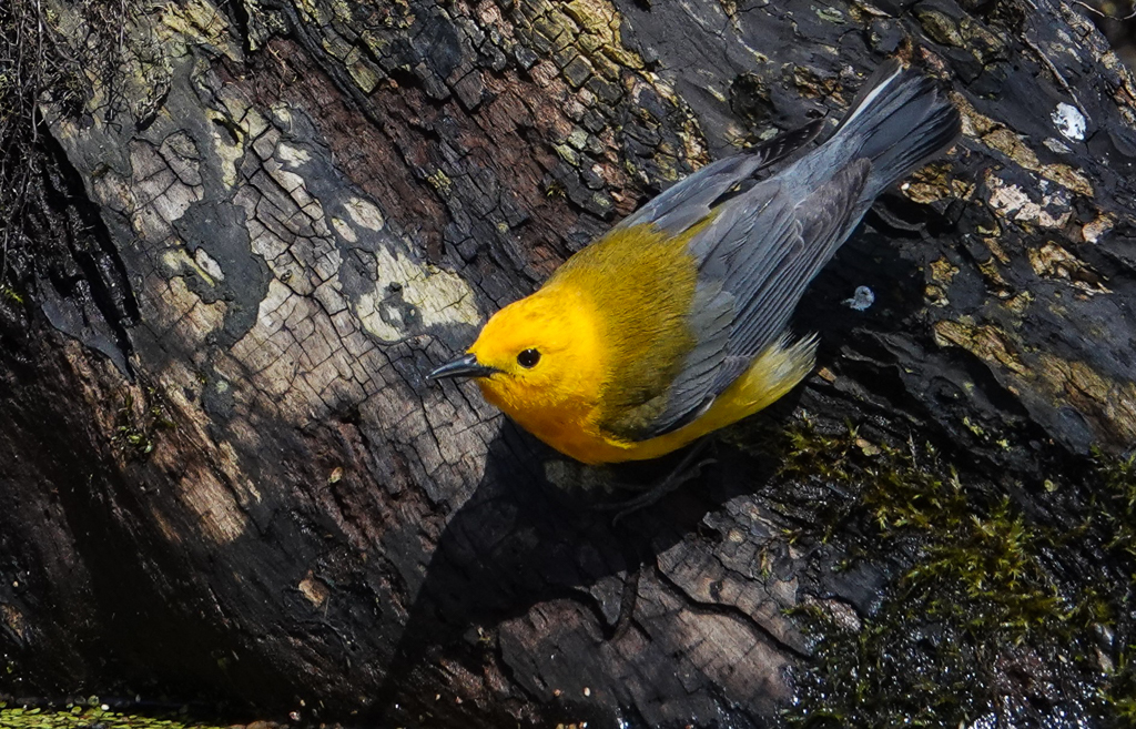 Prothonotary Warbler