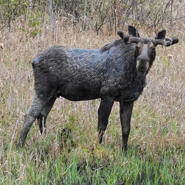 young bull moose, algonquin park