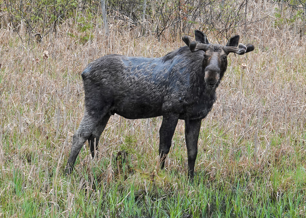 young bull moose, algonquin park