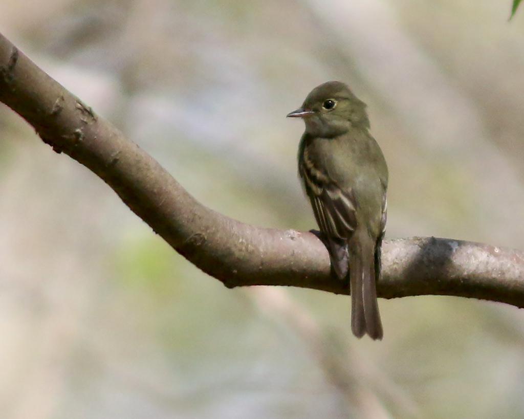 Acadian Flycatcher