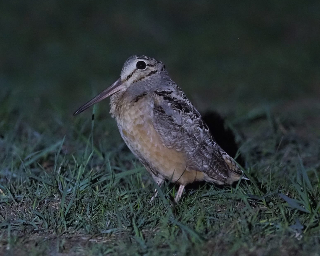 American Woodcock