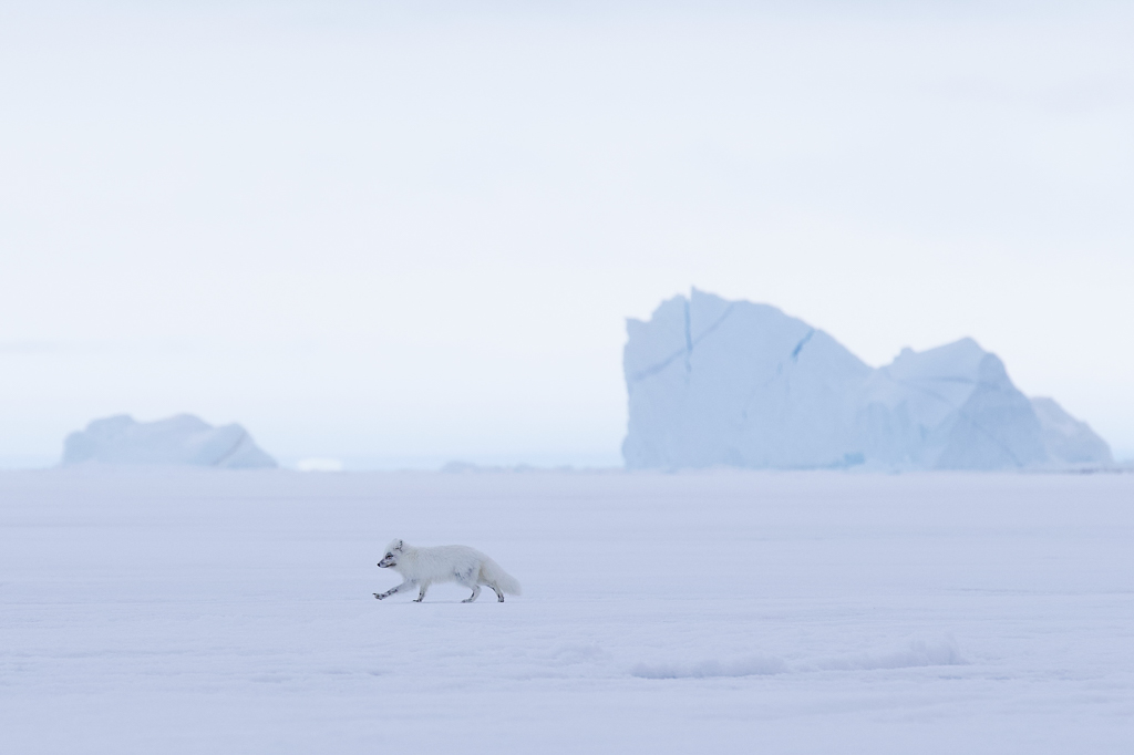 Arctic fox