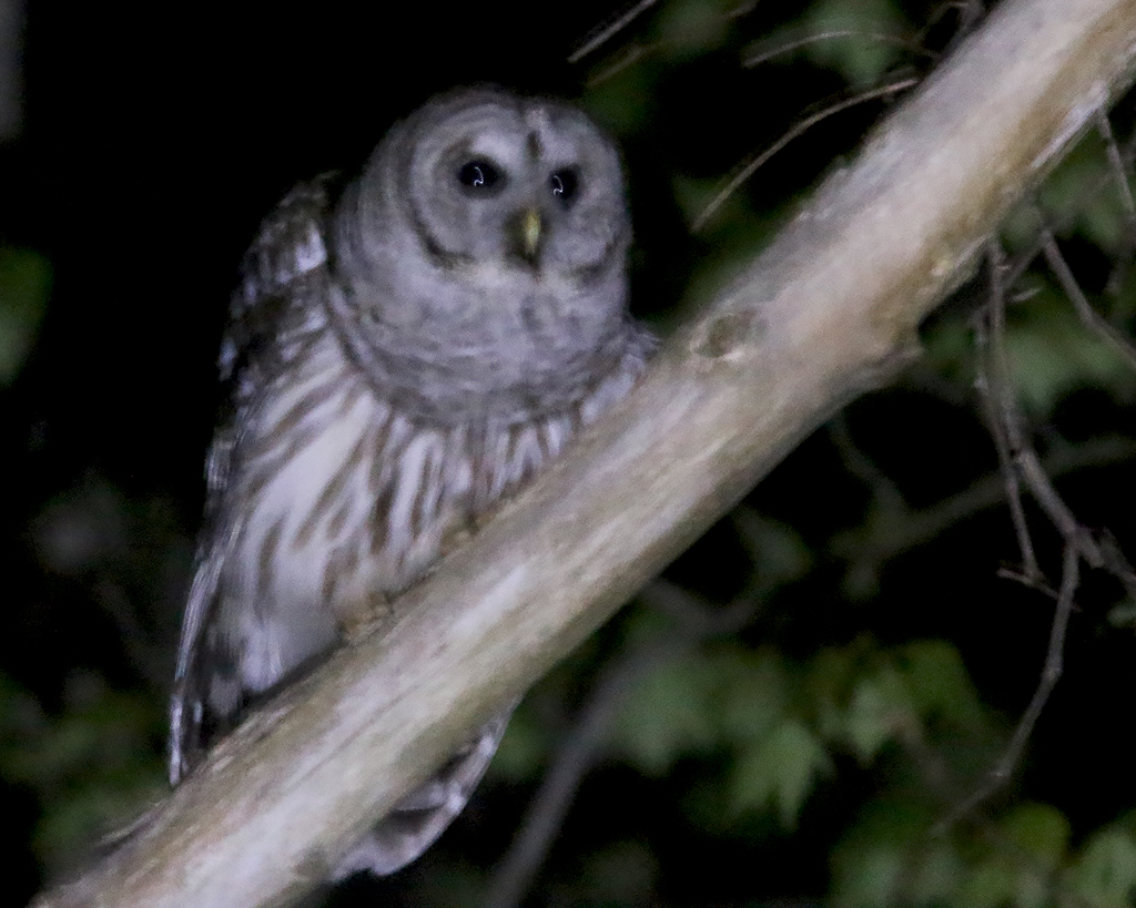 Barred Owl
