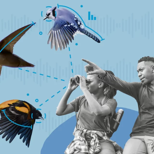 Birding Boom