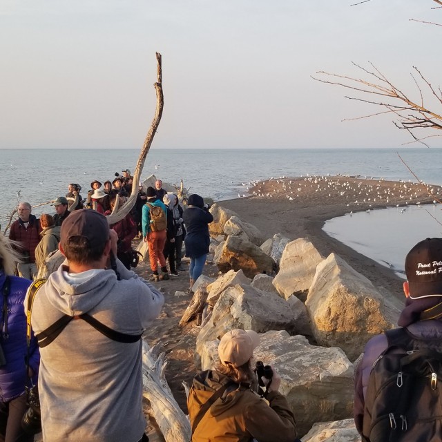 Birding at the tip of Canada