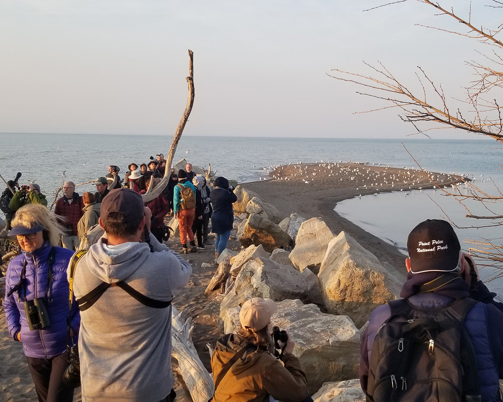 Birding at the tip