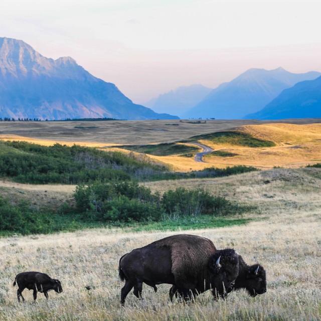 Bison graze the Alberta prairie near Waterton National Park