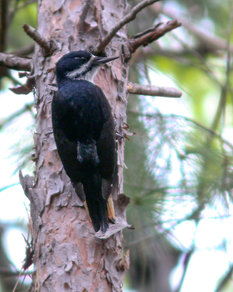 Black-backed Woodpecker