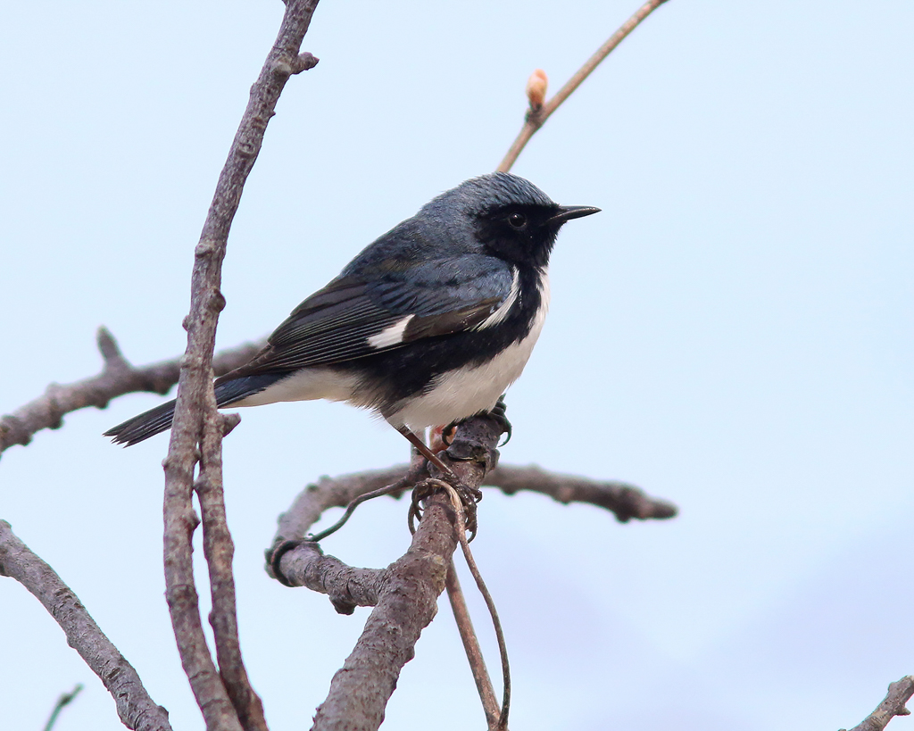 Black-throated Blue Warbler