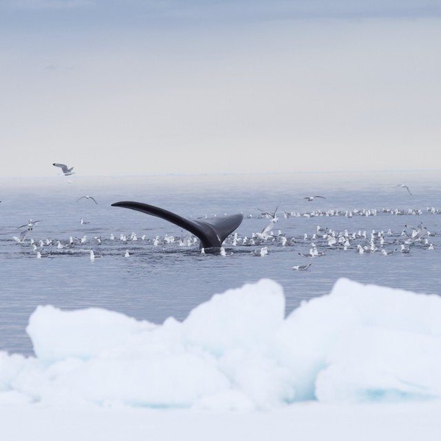 Bowhead whale fluke