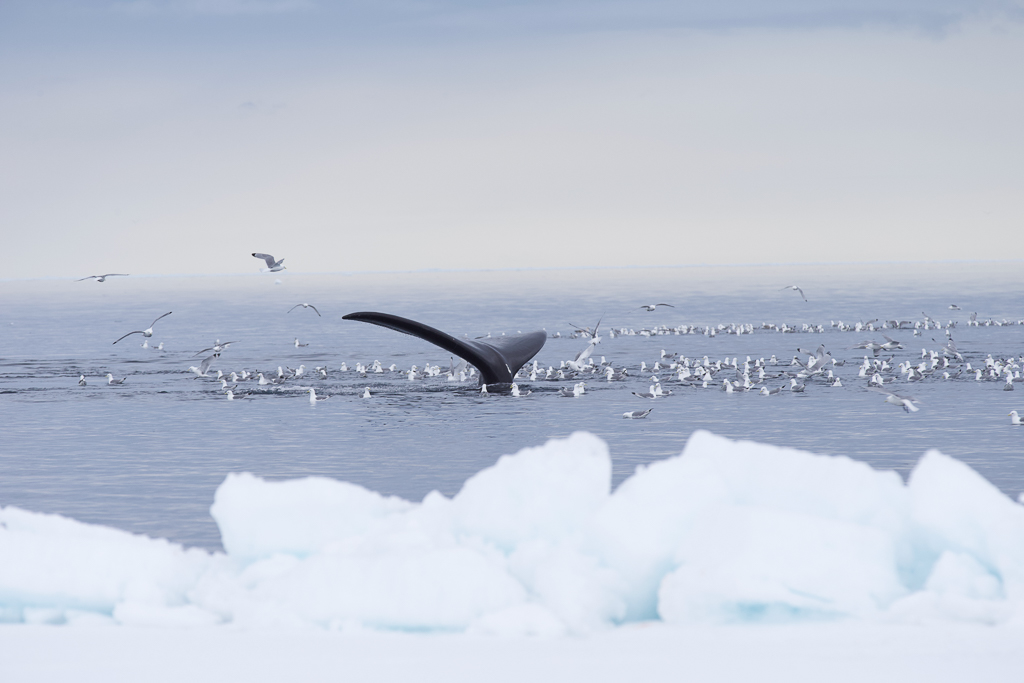 Bowhead whale fluke