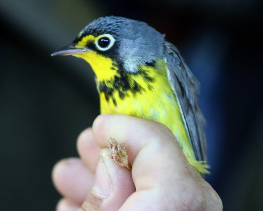 Canada Warbler in hand 