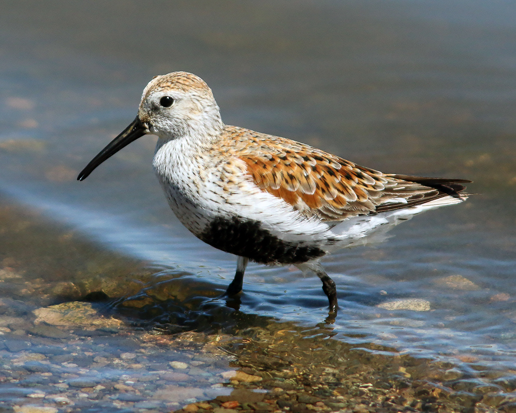 Dunlin