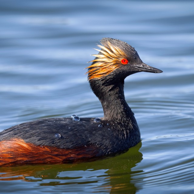 Eared Grebe