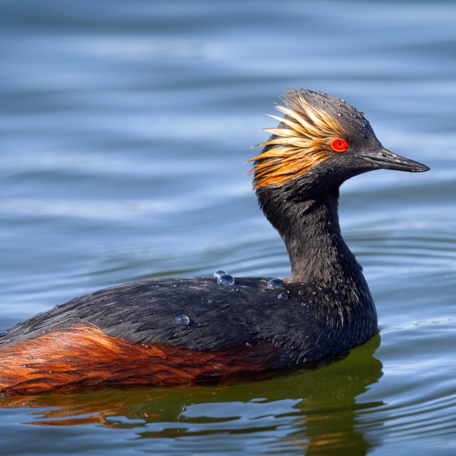 Eared Grebe