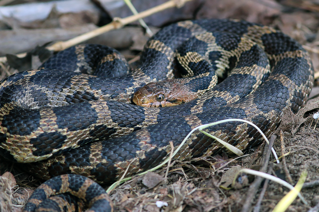 Eastern Fox Snake