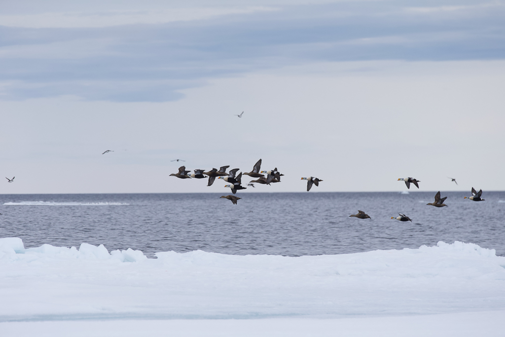 King Eiders in flight