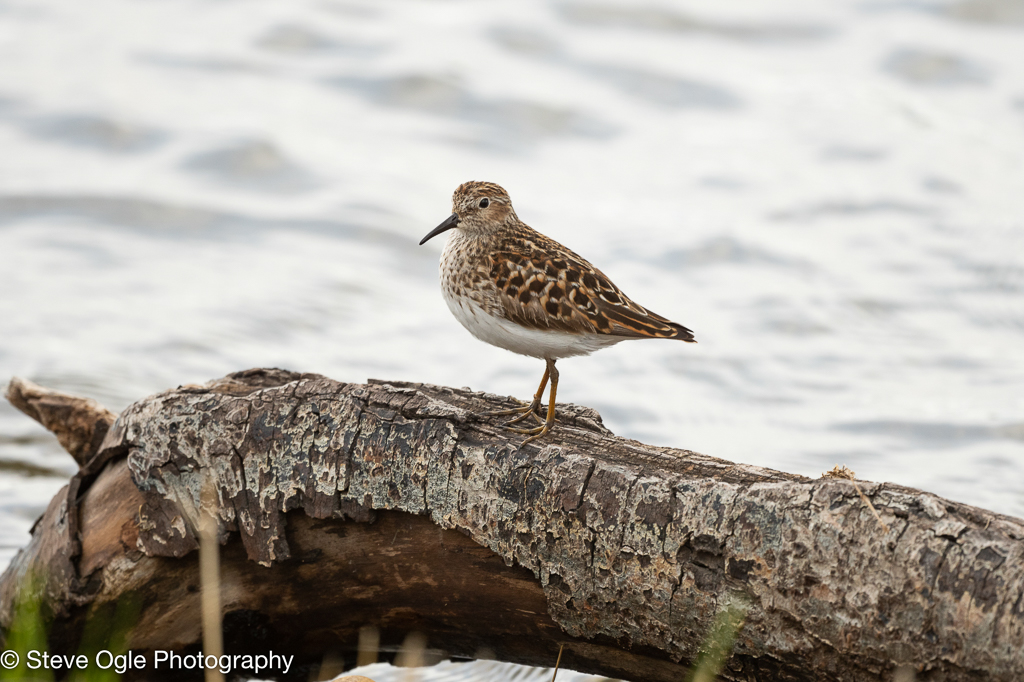 Least Sandpiper
