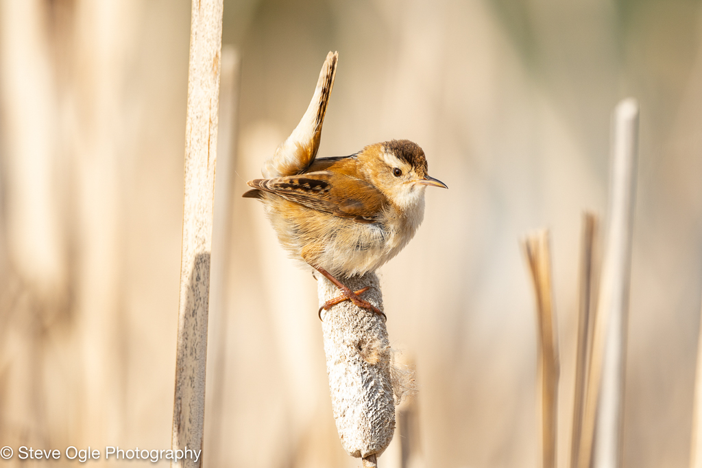 Marsh Wren