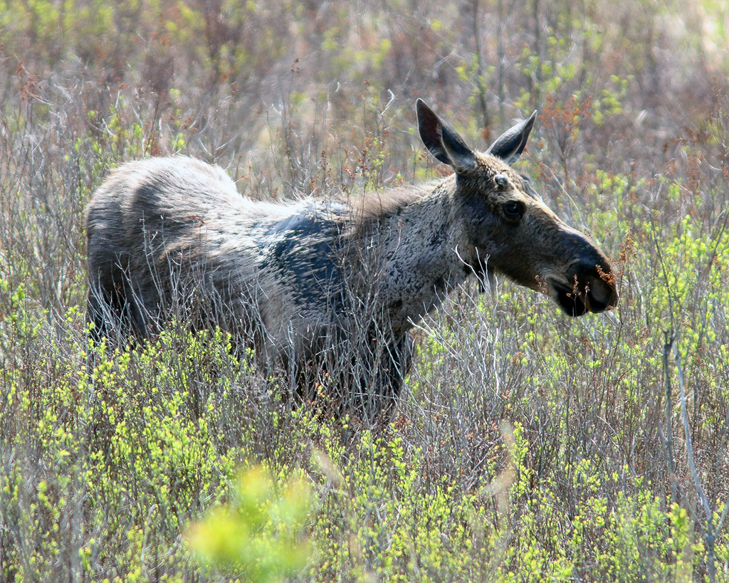 Moose