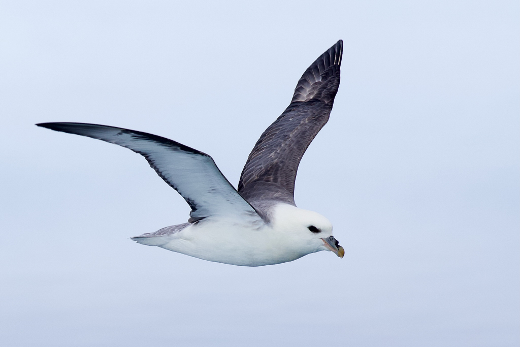 Northern Fulmar in flight