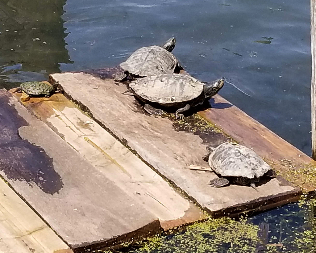 Northern Map Turtles