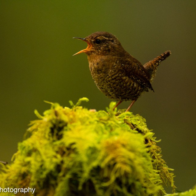 Pacific Wren