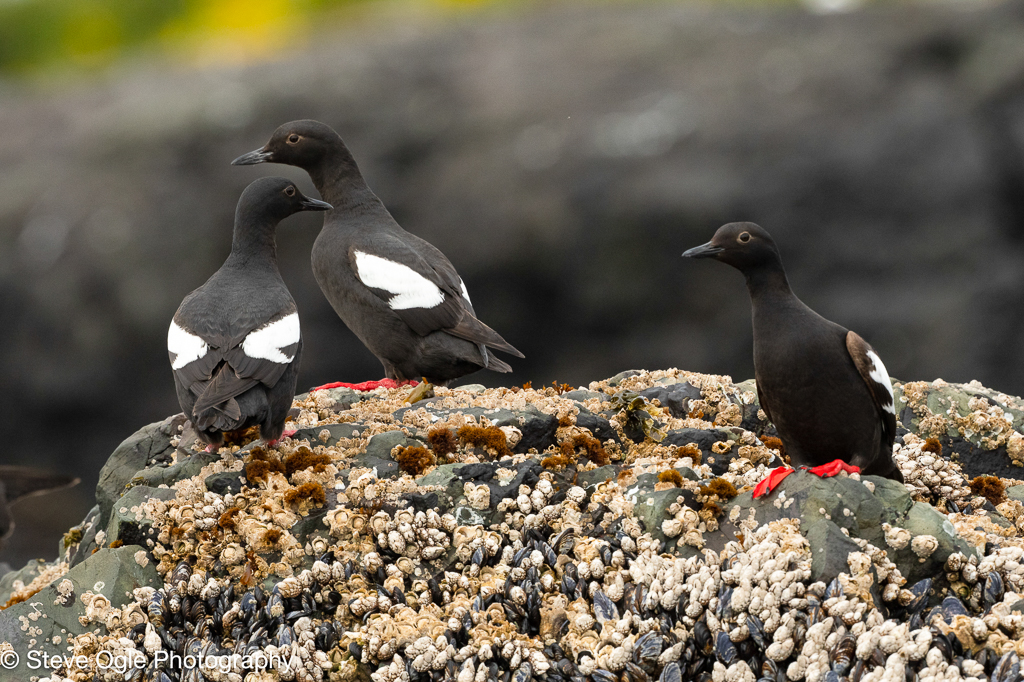 Pigeon Guillemots