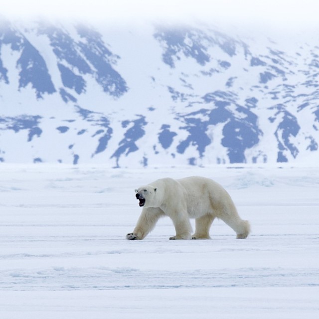 Polar bear on ice, Bylot Island