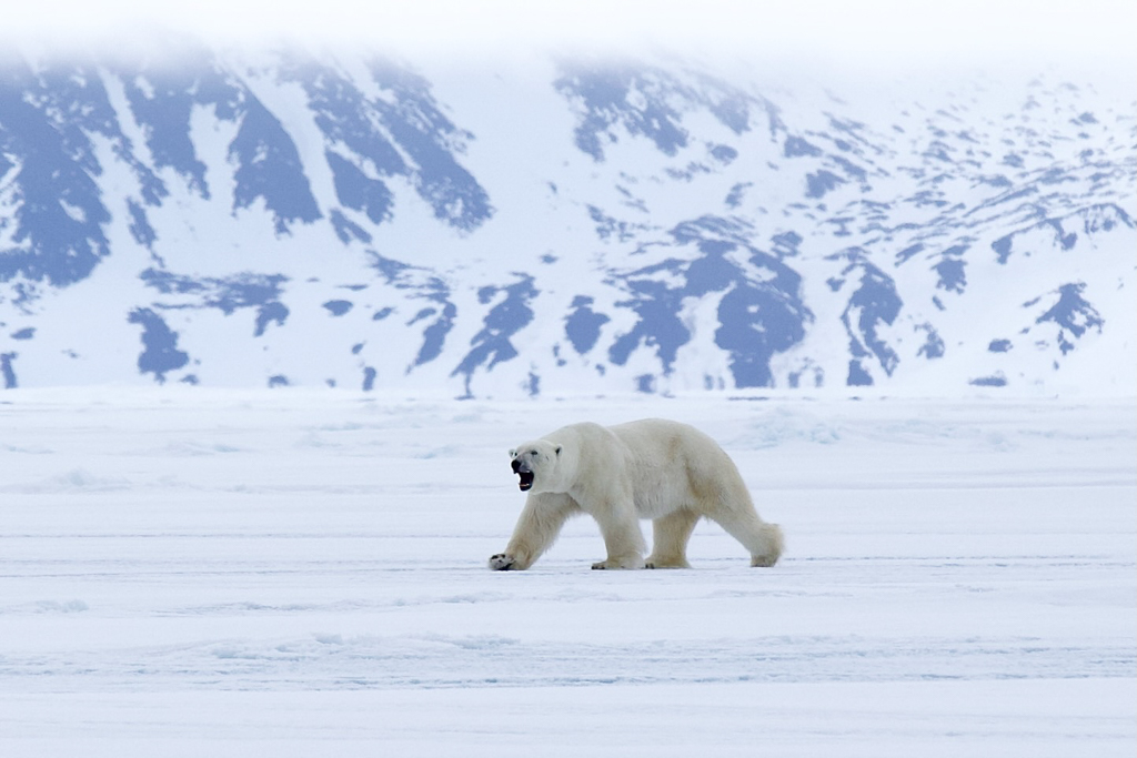 Polar bear on ice, Bylot Island