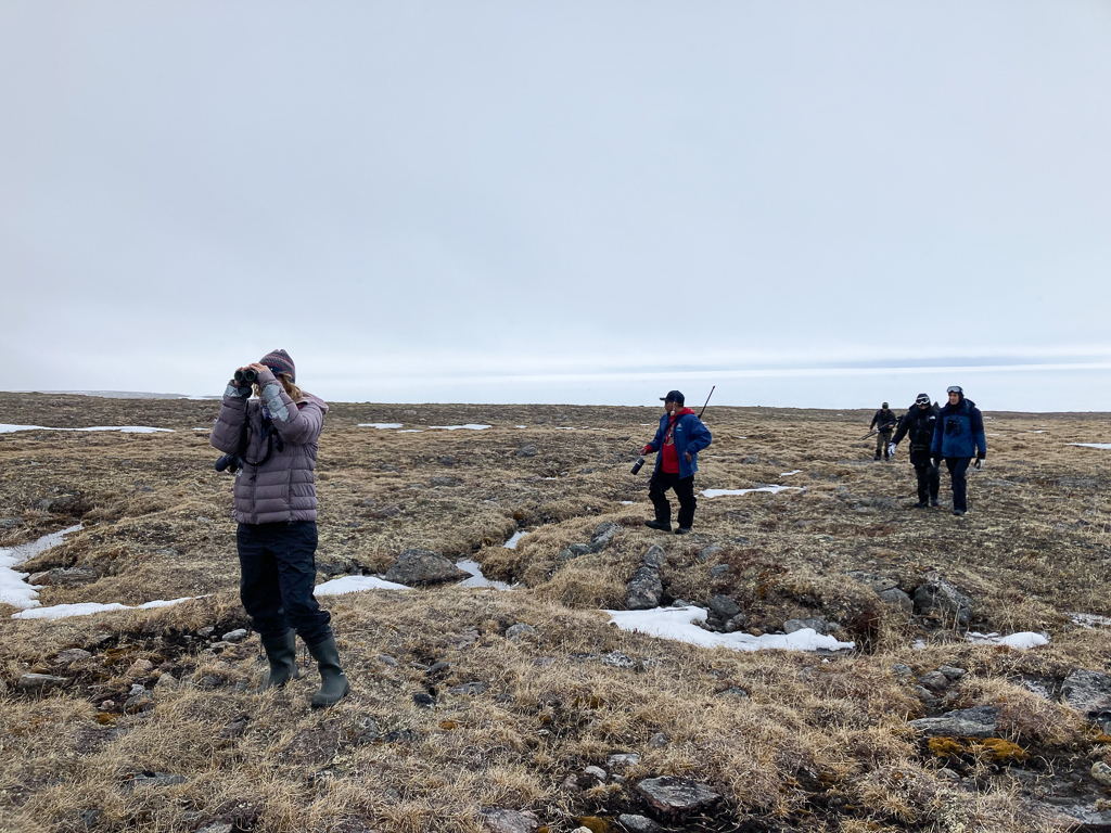 Tundra, Bylot Island