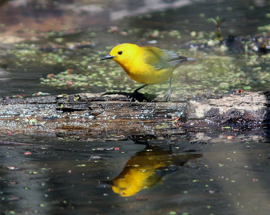 Prothonotary Warbler