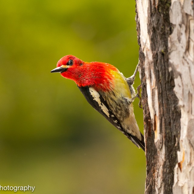 Red-breasted Sapsucker