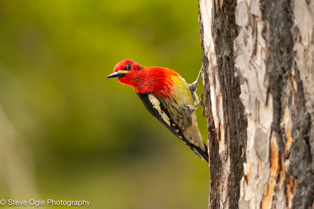 Red-breasted Sapsucker
