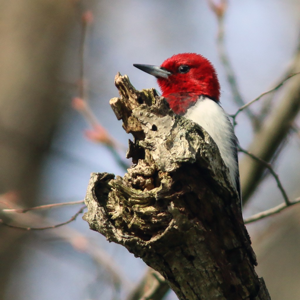 Red-headed Woodpecker