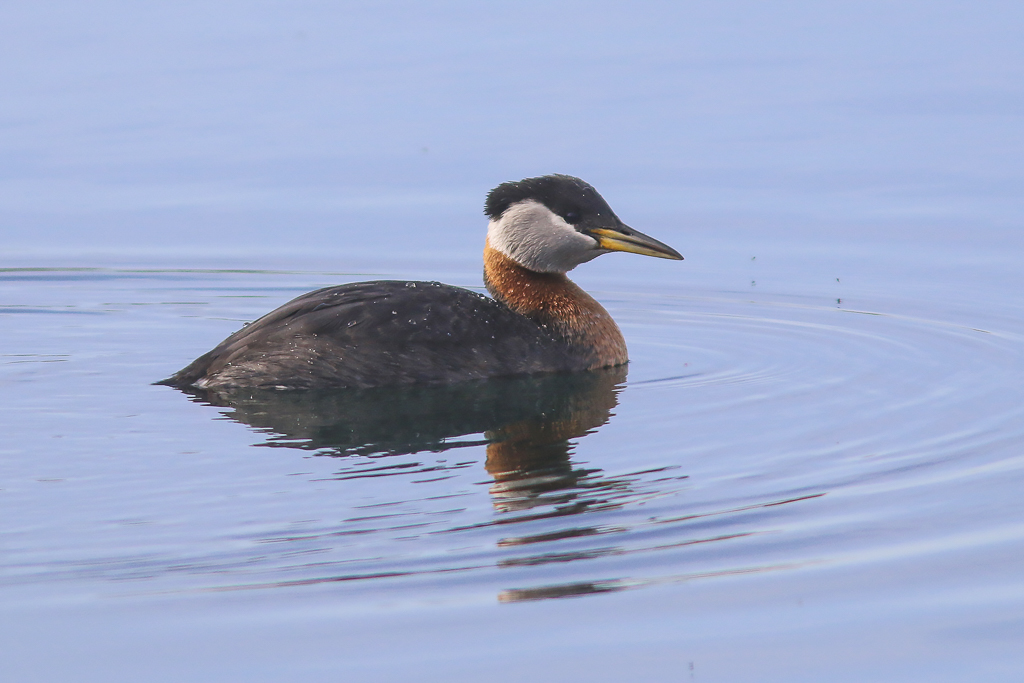 Red-necked Grebe