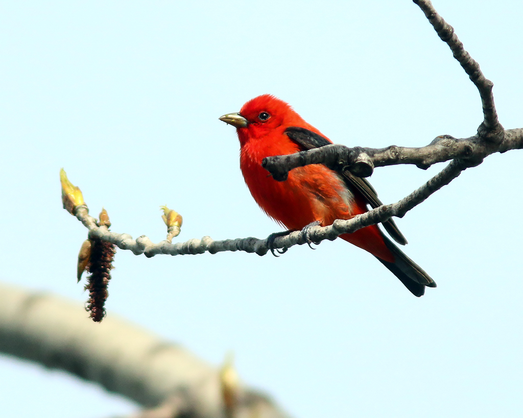 Scarlet Tanager