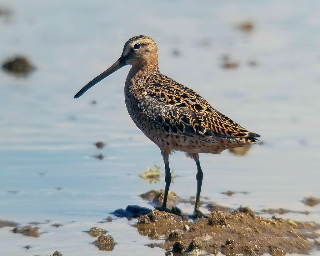 Short-billed Dowitcher