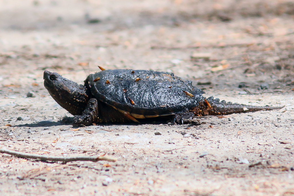 Snapping Turtle