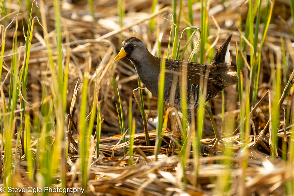 Sora Rail