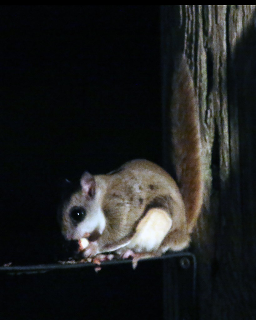 Southern Flying Squirrel