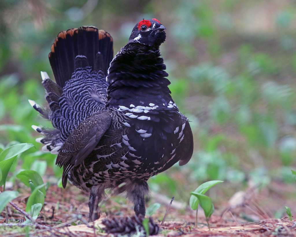 Spruce Grouse