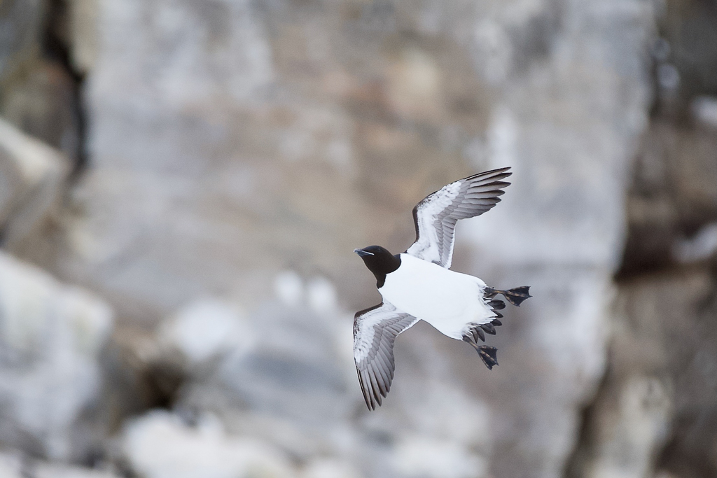 Thick-billed Murre in flight