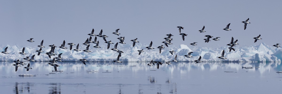Pond Inlet Floe Edge Trip Report June 2022