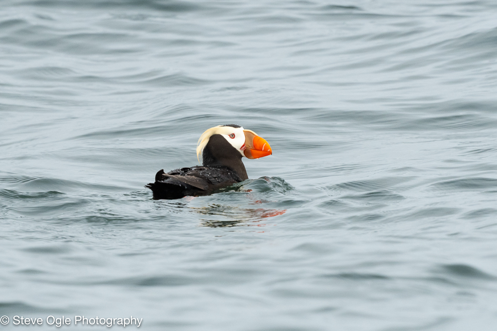 Tufted Puffin