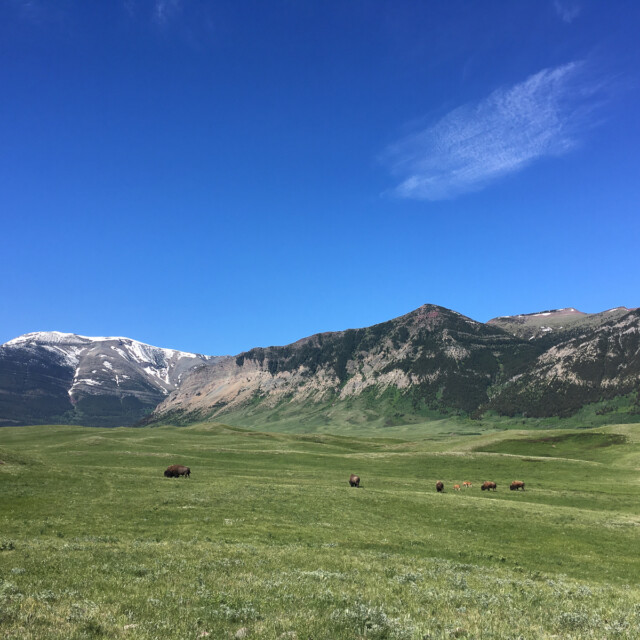 Waterton landscape